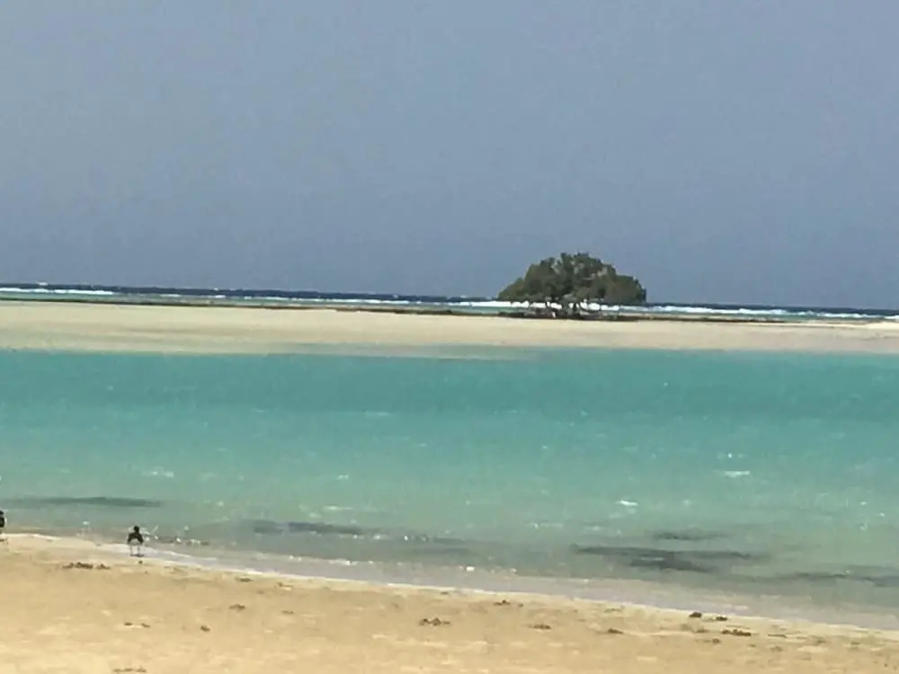 Shark paradise-Adults Only