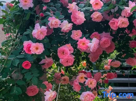 Jiuzhaigou Jianshan Shishan Garden Beautiful Homestay