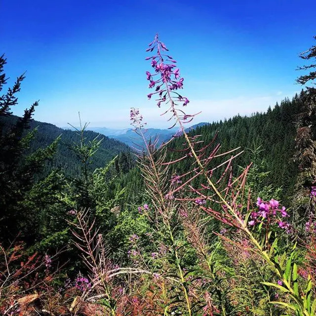 Westfir Lodge & Mountain Market
