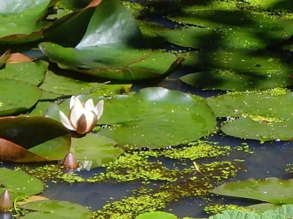 Frogmill B&B