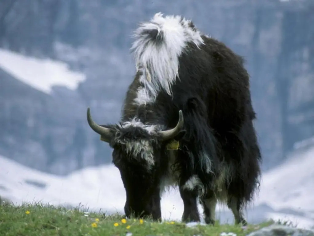 STILFSER HÜTTL Ein ganzes Ferienhaus für euch in SÜDTIROL in Alleinlage mit Ortlerblick euer Refugium mit privatem Gartenbereich für gemeinsame Zeit zu zweit mit Familie und Freunden und Hund im Nationalpark Stilfserjoch WINTER Skigebiet in d Nähe SULDEN