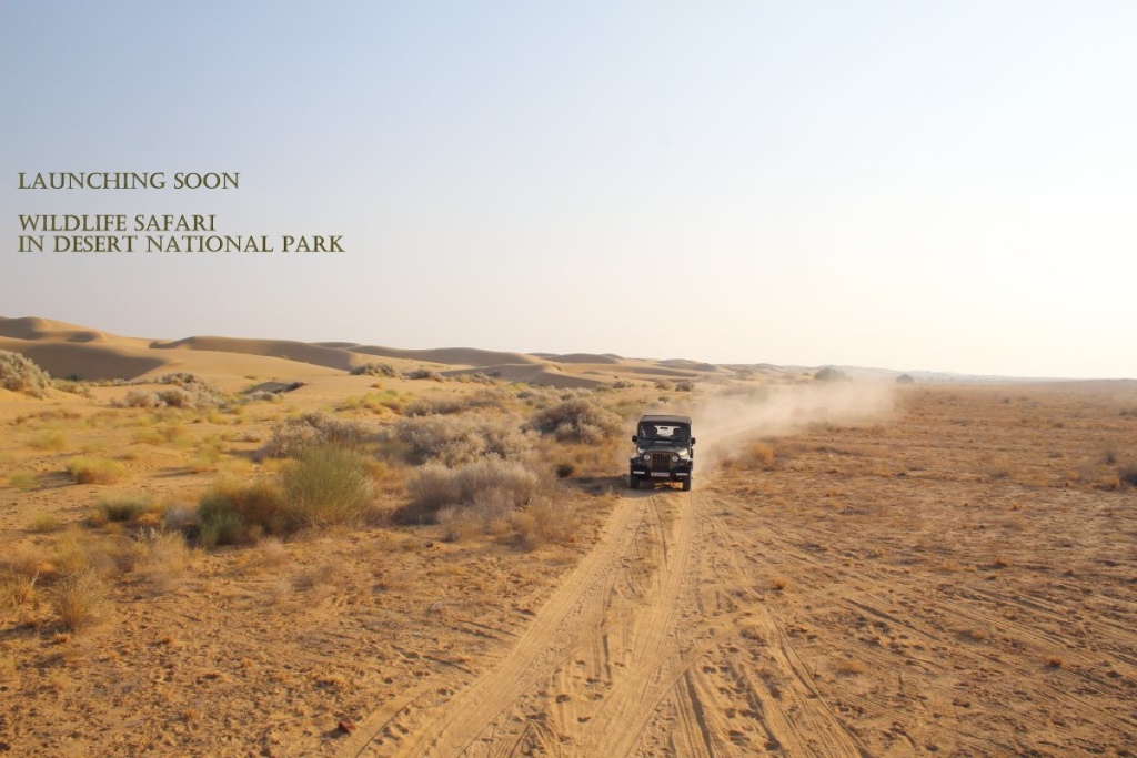 Amazing Desert Camp