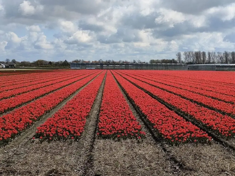 Family Escape Near Keukenhof