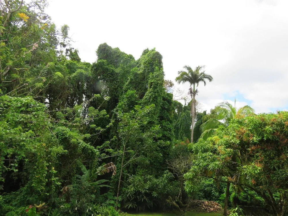 Apartment With 2 Bedrooms In Gros Morne With Enclosed Garden And Wifi