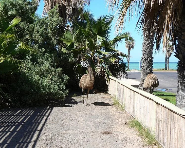 Wildsights Villas