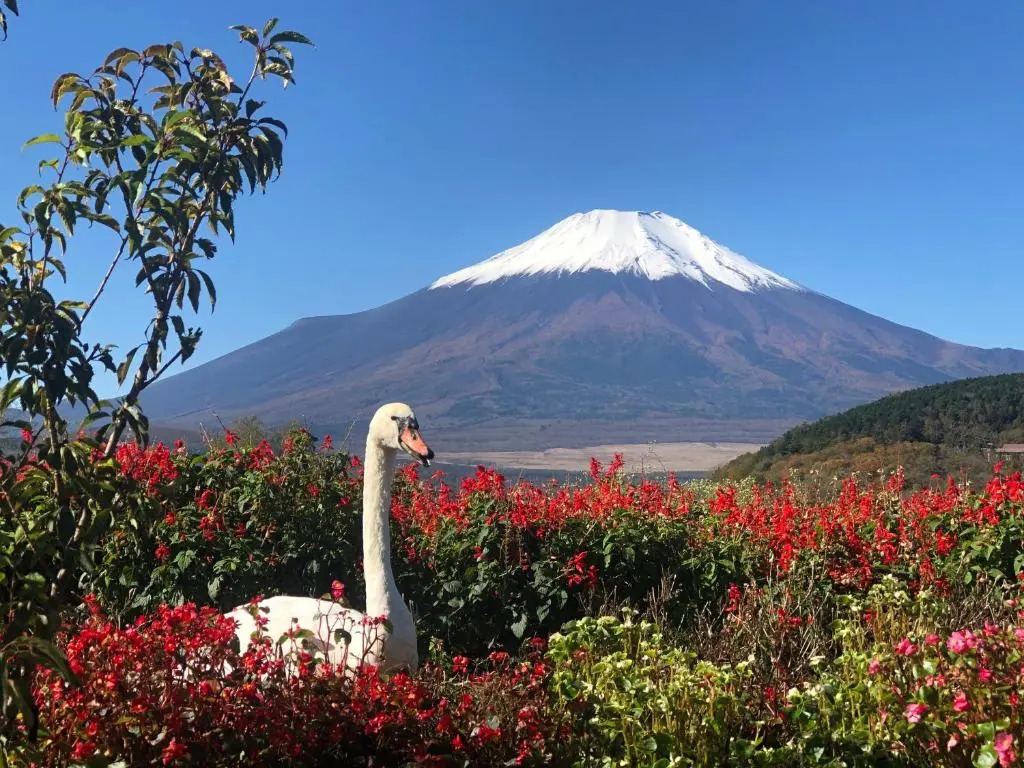 Mount Fuji Castle 2