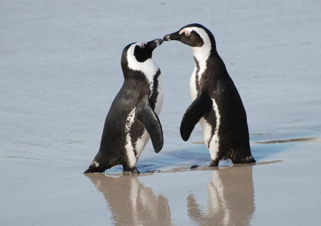 Penguinden - load-shedding free