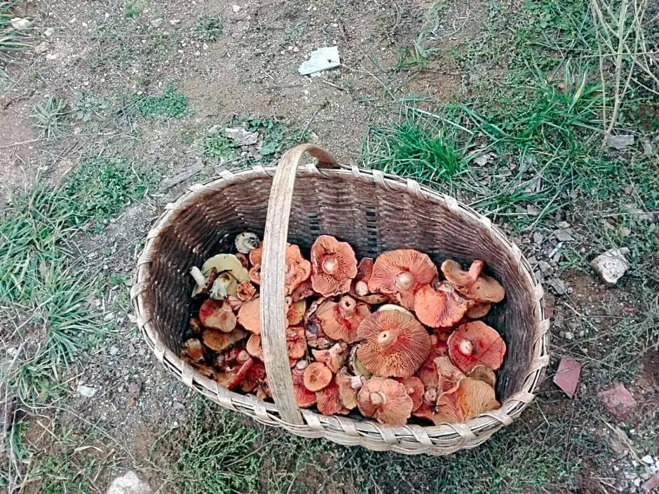 Casale dellArvo