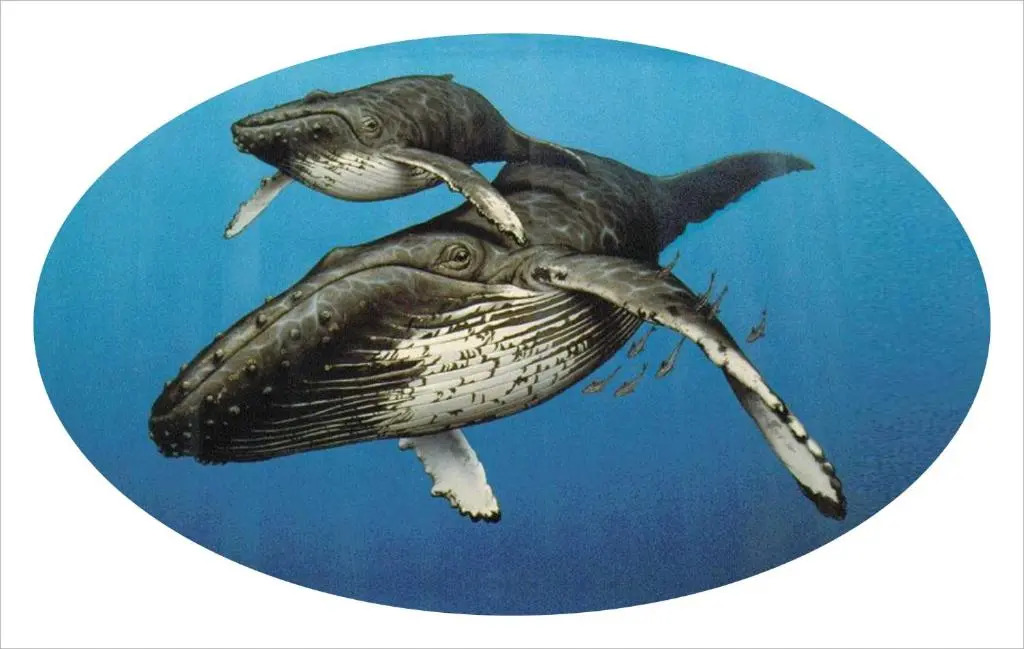 Whispering Whale