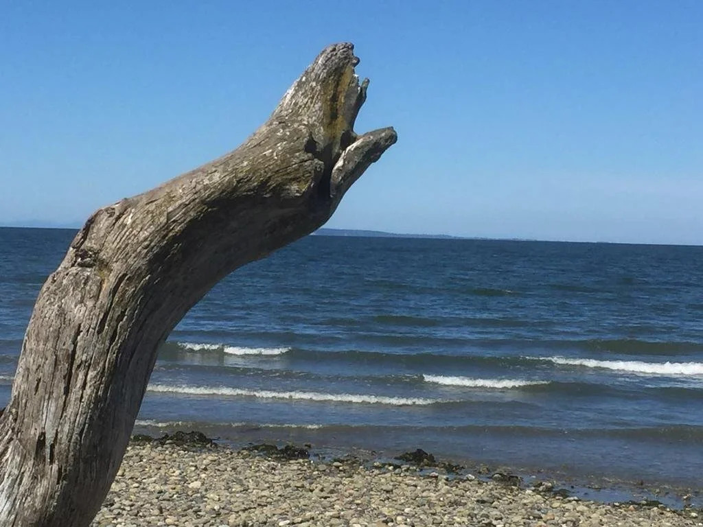 Driftwood Lodge