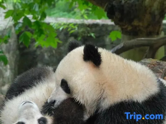 Qingcheng Mountain Wild Resort