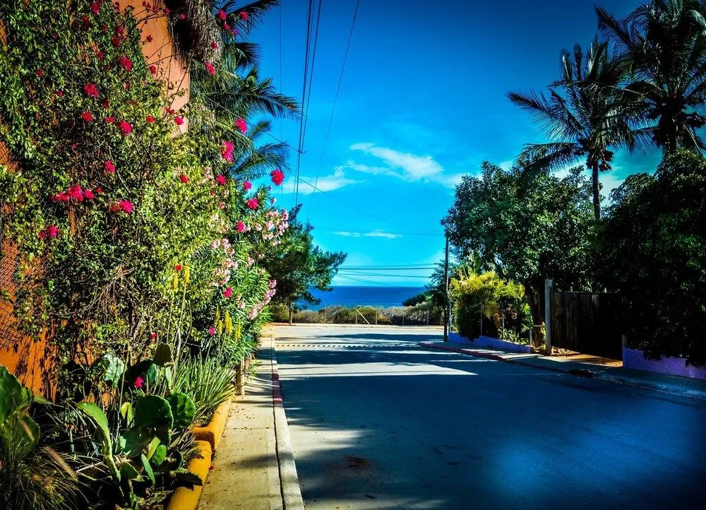 Palapas