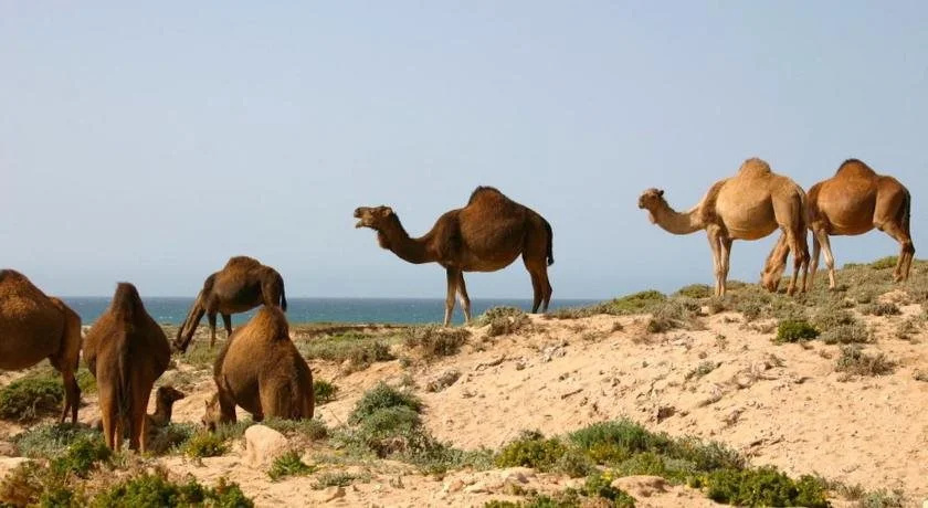 Sandycamps