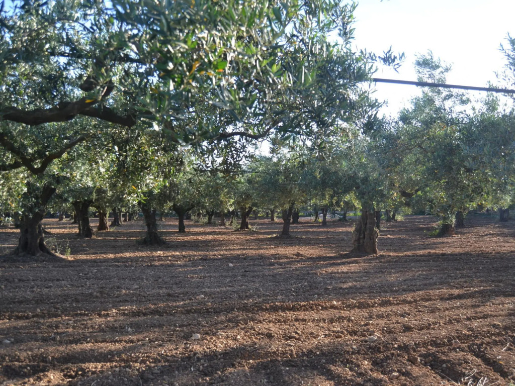 Sun-Drenched Estate Close To Sciacca Just 7km From the Beach