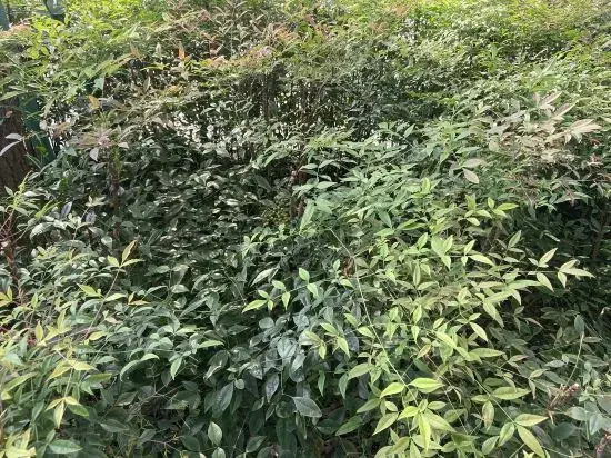 Huashang Apartment Shanghai