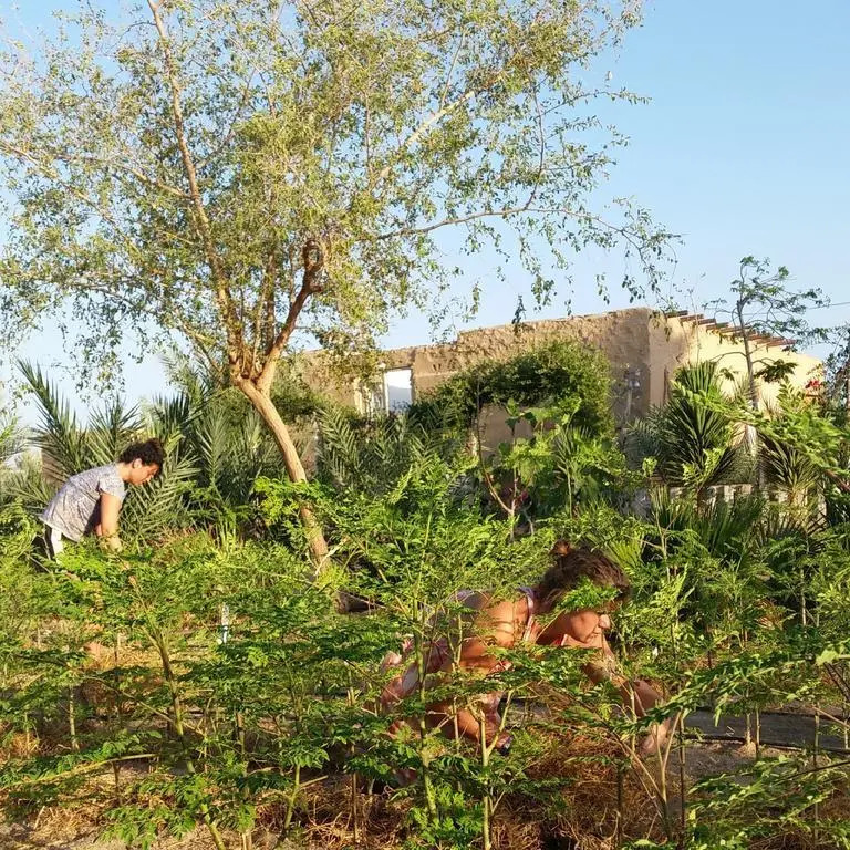 Habiba Organic Farm