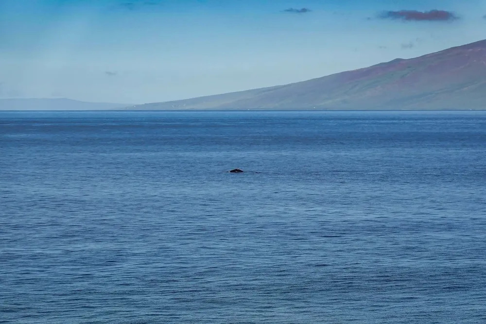 Maui Kai 804 Oceanfront 1 Bd/1ba 1 Bedroom Condo by RedAwning