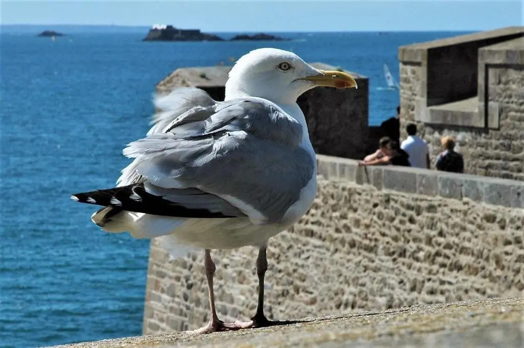 Les Grands Pins - plage du Val à 80 m - St Malo Rothéneuf
