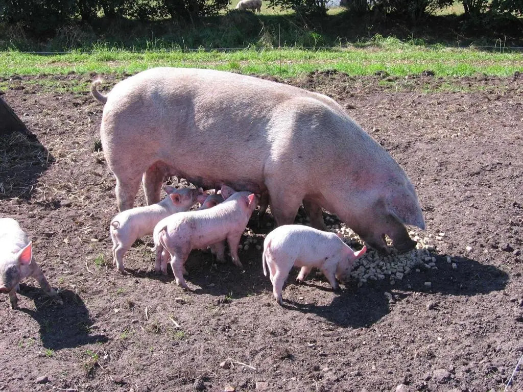 Ferienhaeuser Abild - Urlaub auf dem Bauernhof