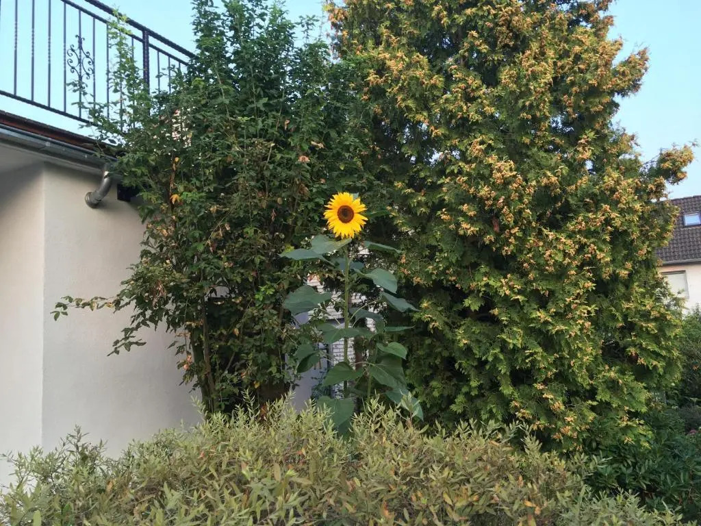 Ferienhaus Sonnenblume