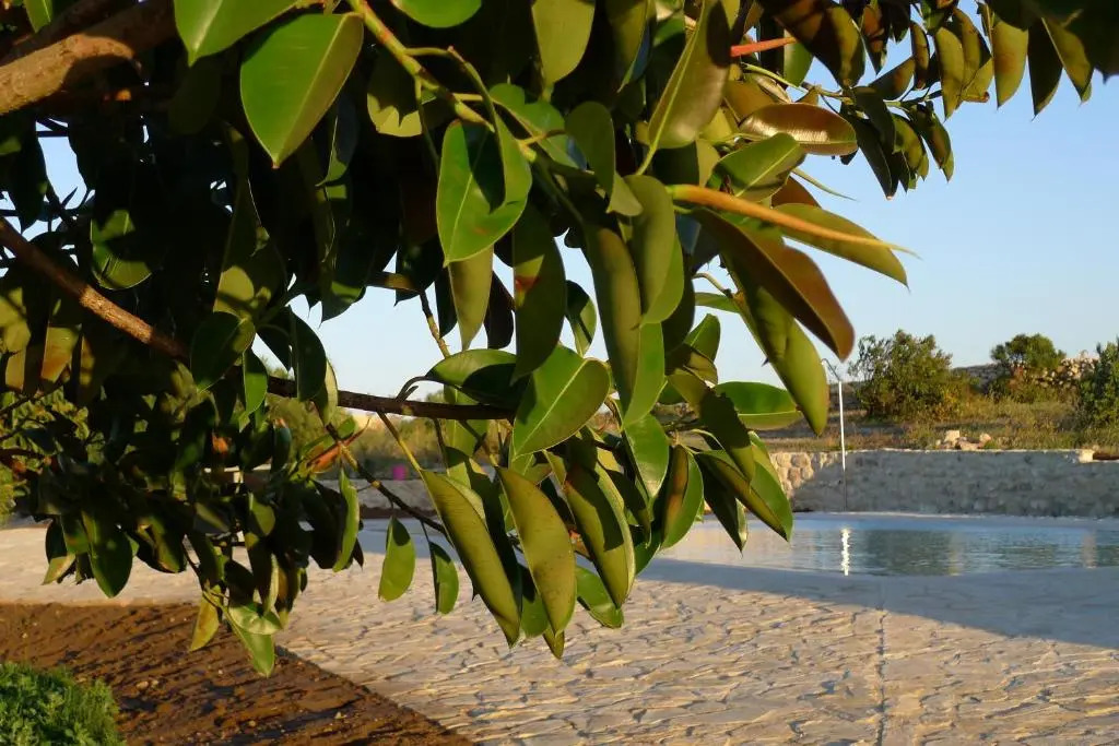Finca Higueron