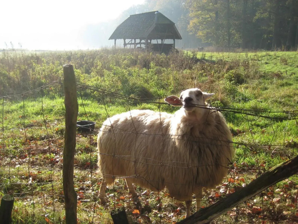 The Farmers Daughter