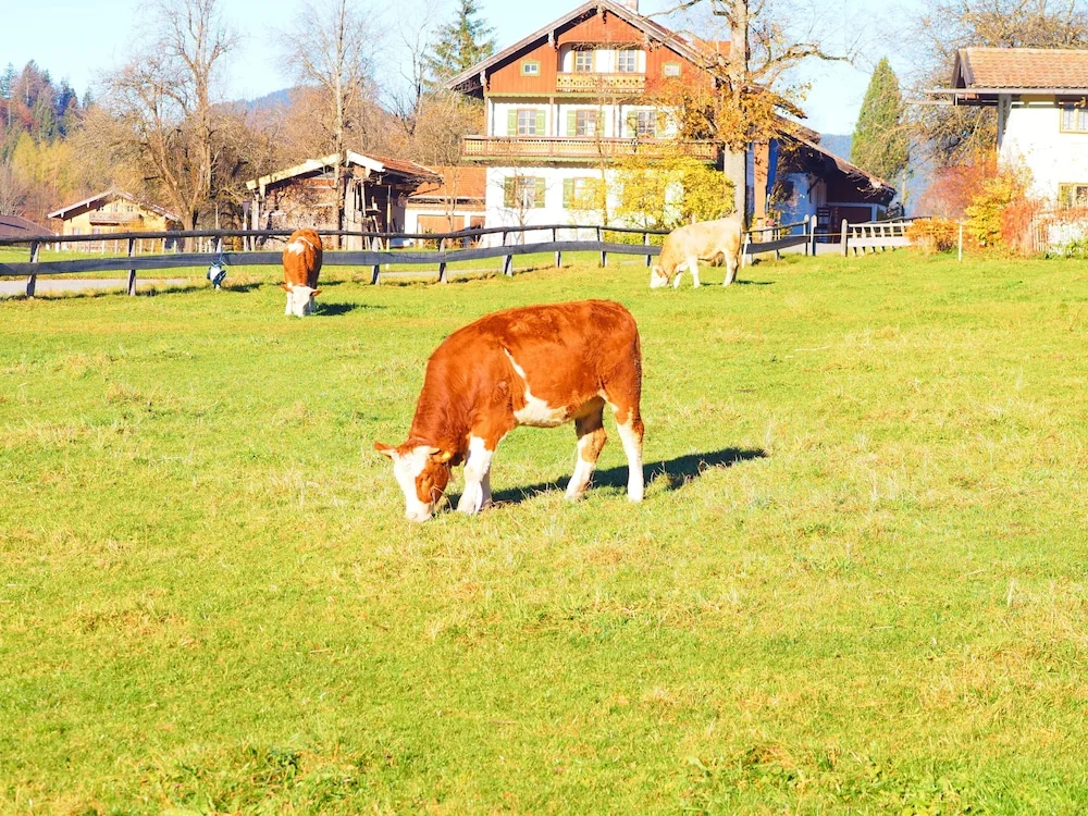 Alpenhof