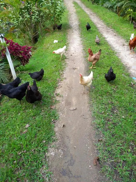 Recanto dos Lobosco
