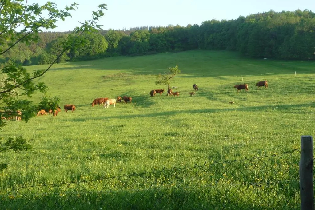 Waldblick - a10644