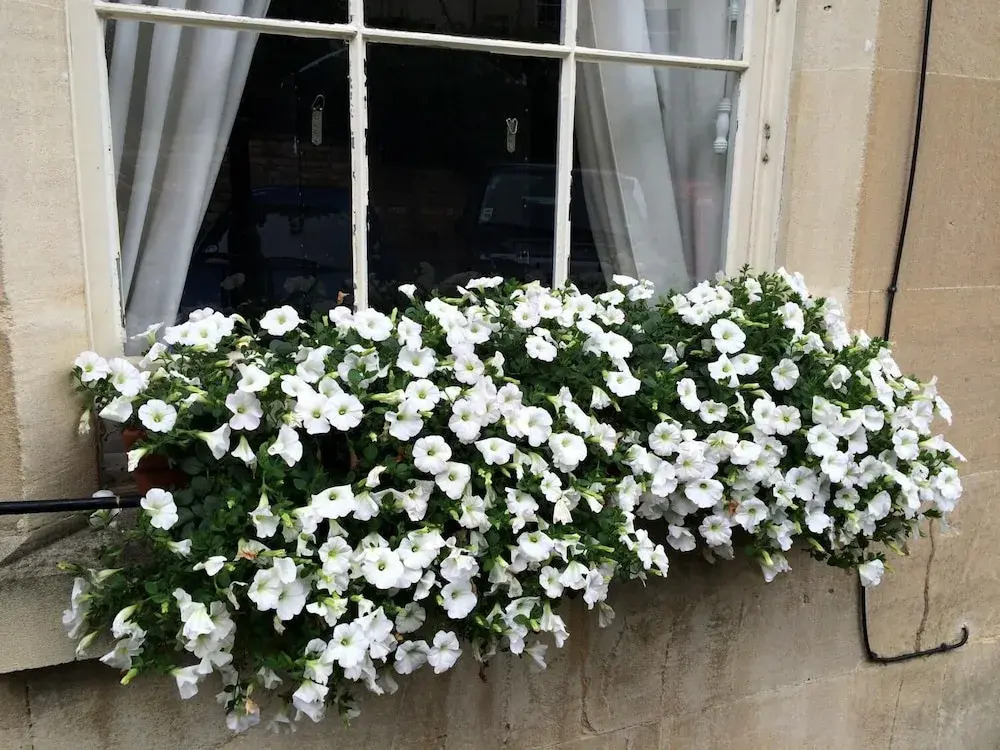 Ainslie's Belvedere B&B