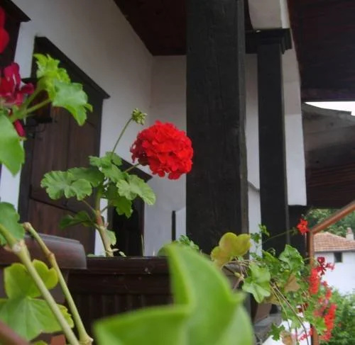 Guest House Konsulato