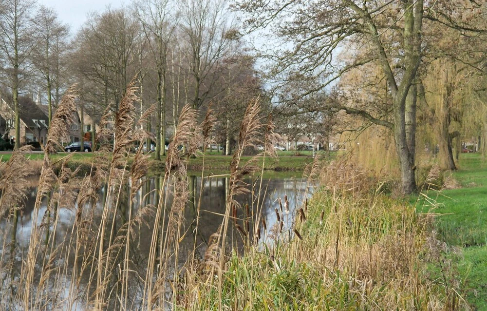 De Rode Meidoorn