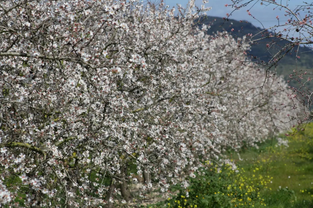 Sa Figuera Blanca Buger Finca 115
