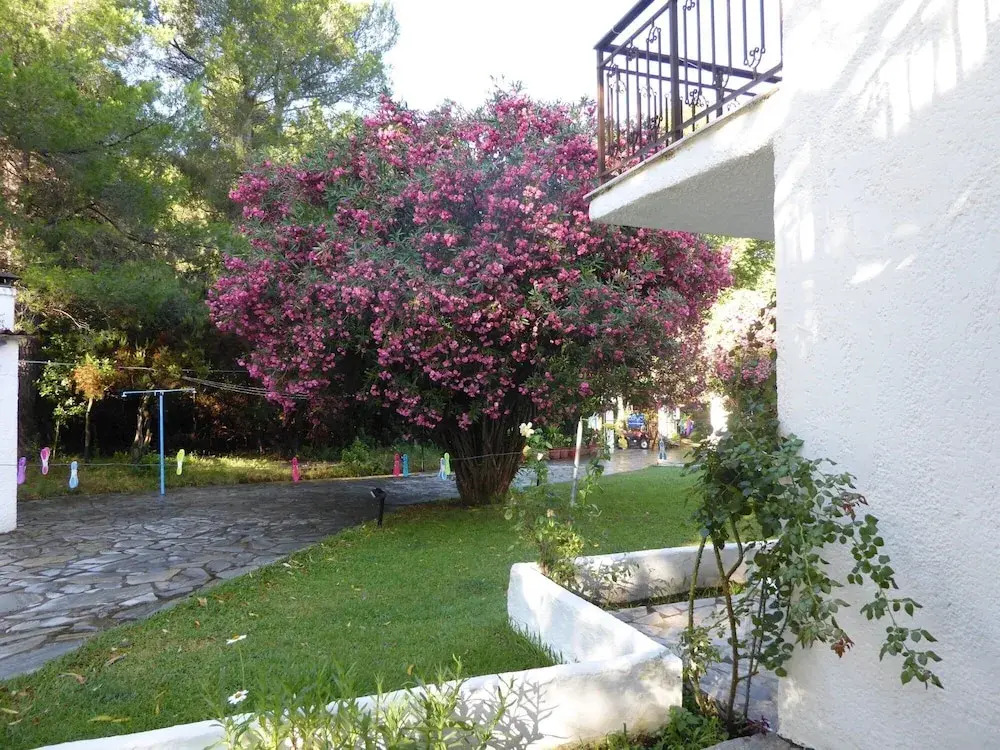 Amalia Apartments