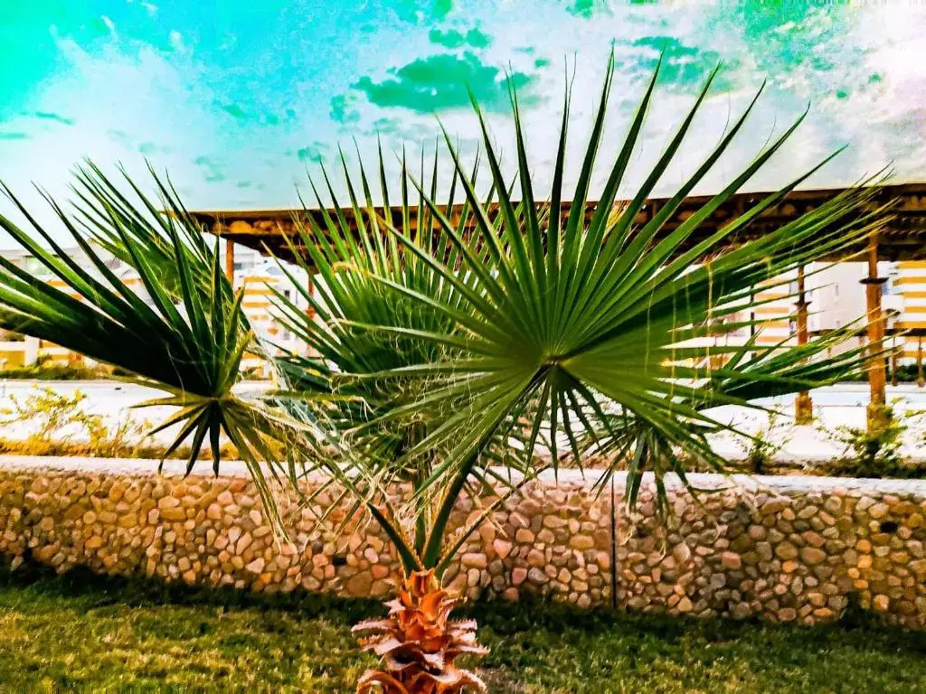 Chalet Palmera resort ain Sukhna-egypt