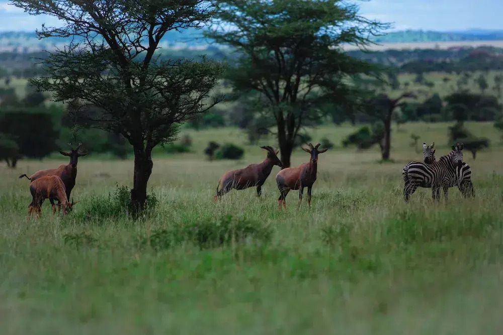 Mlimwa Camp