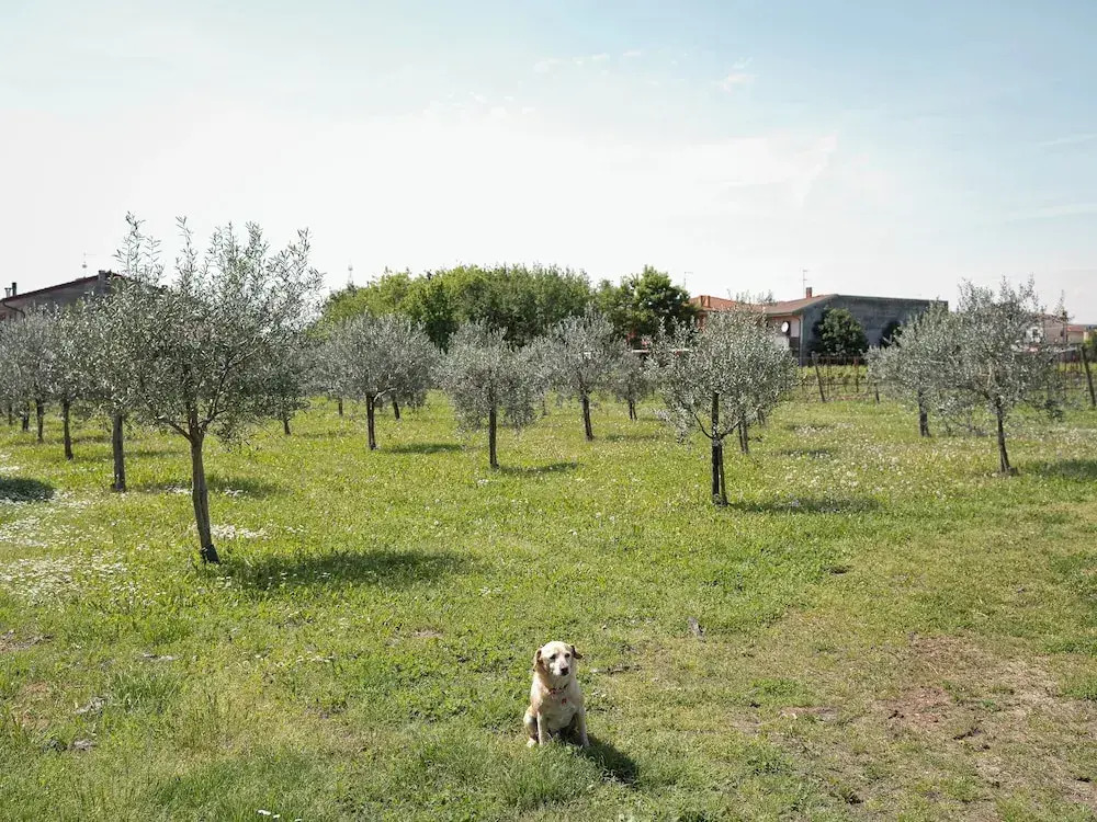 Villa Bongiovanni