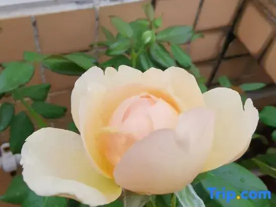 Xiangjingli Homestay