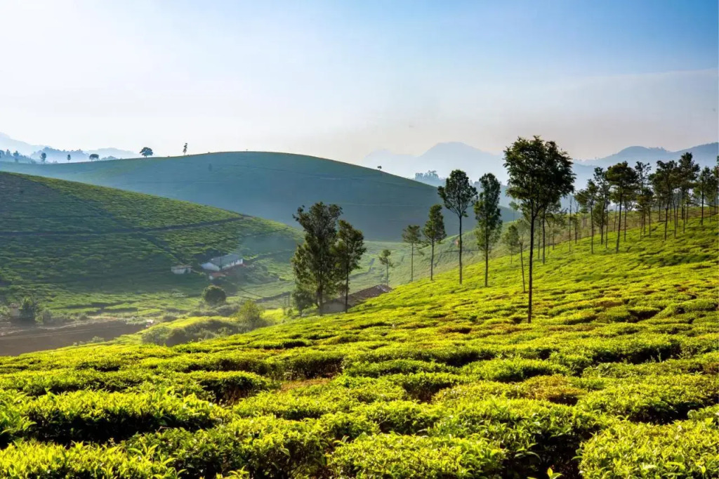 Saffronstays Coonoor Aurora Estate