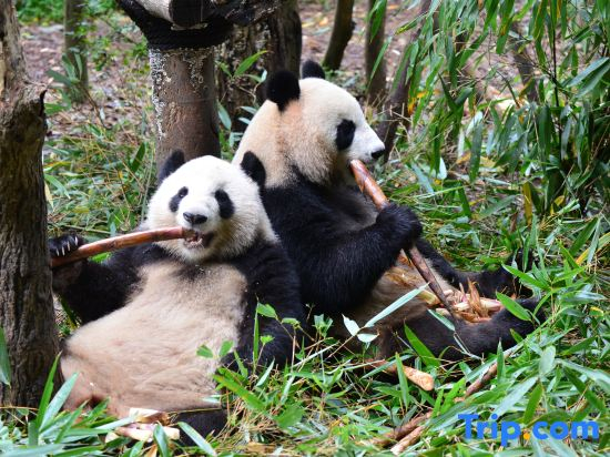 Shanqian Xiangwan B&B (Dujiangyan Scenic Area Branch)
