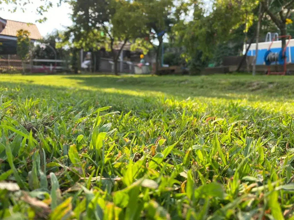 Oca Carolina