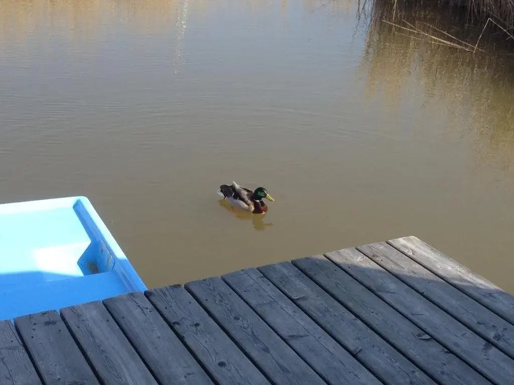 Seehütte Pfahlbau-Neusiedlersee-GlamPing