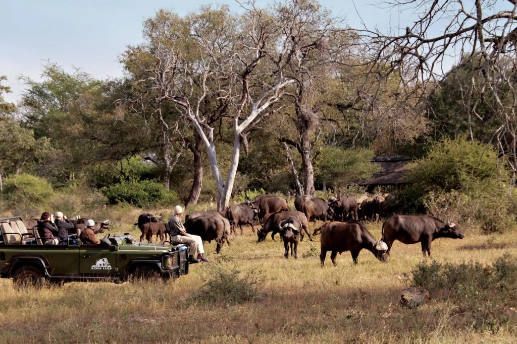 Kings Camp Private Game Reserve