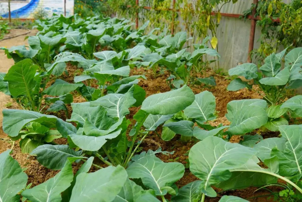 Hasera Organic Farmstay: Farm to Table & Mountain View