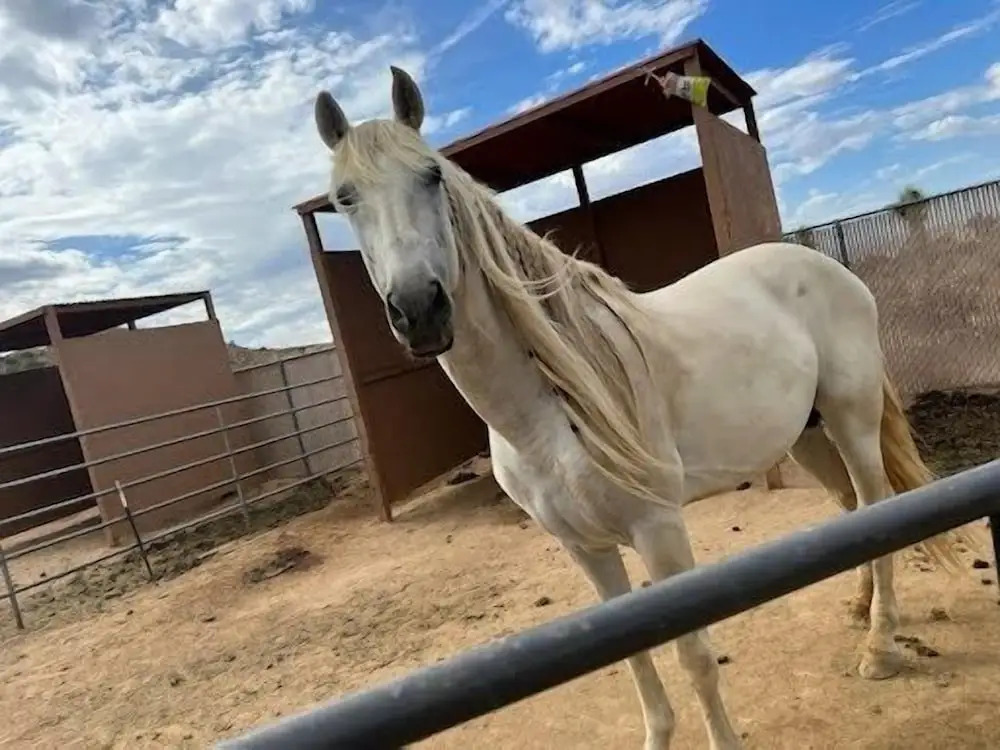 Countryside Spanish Hacienda W/ Spa, Horses, Views by Redawning