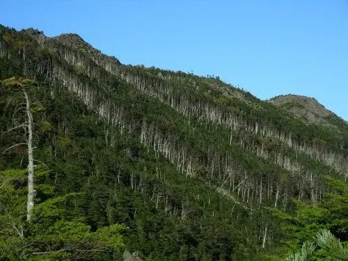Shirakaba Kohan No Yado Kohu