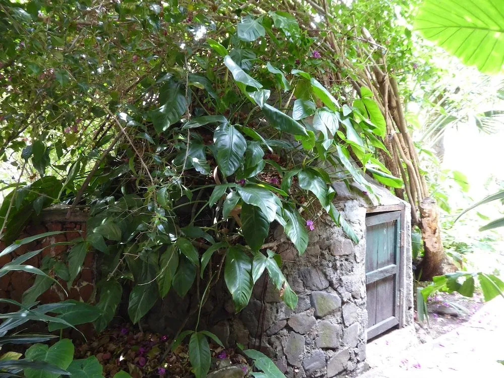 La Iguana Perdida