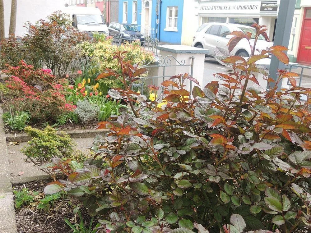 Leahys Lee House Youghal