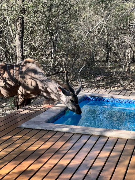 Gemsbok Place
