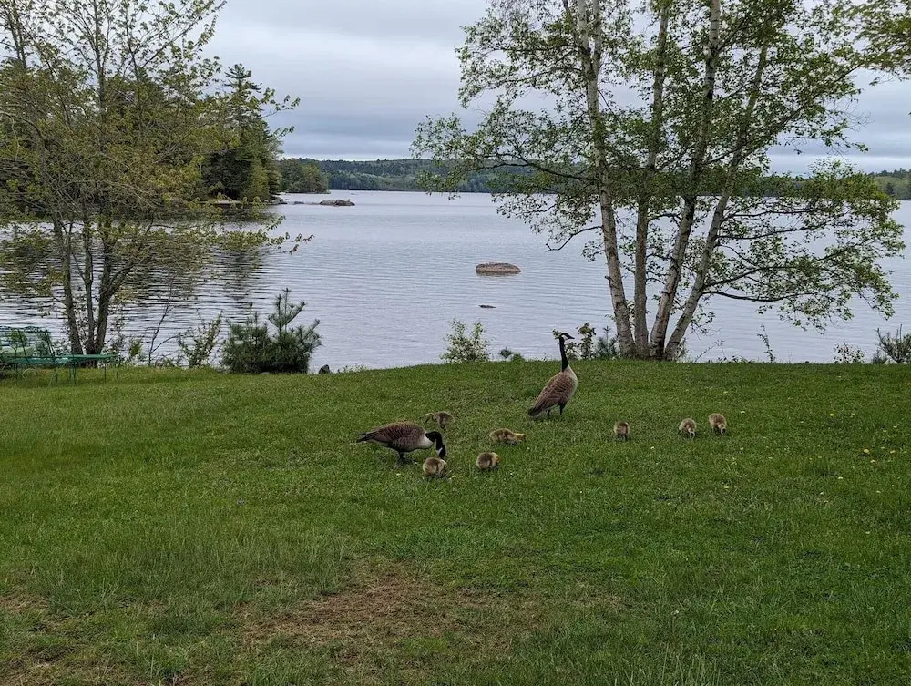 Alamoosook Lakeside Inn Orland